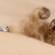 Illustration for article titled The Best Pictures Of Dakar Rally: Day 4